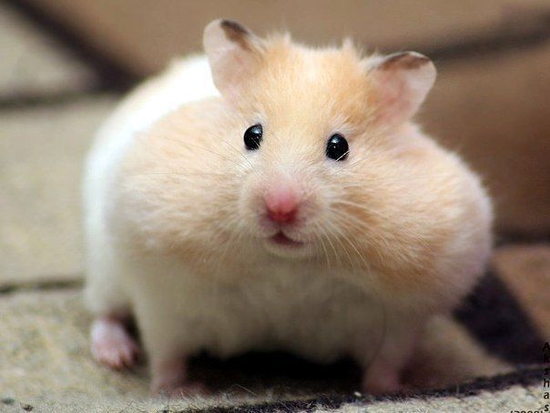Build a Close Bond with Your Hamster