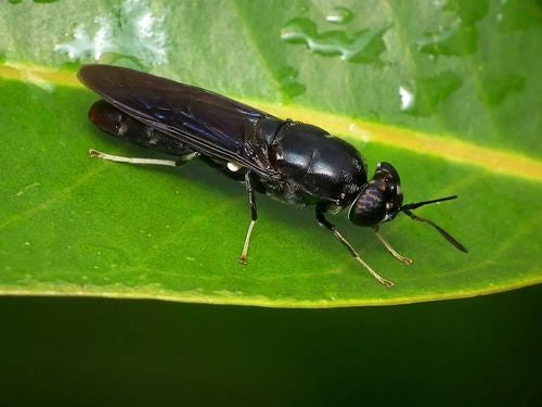 Dried Black Soldier Fly Larvae as a Pet Treat