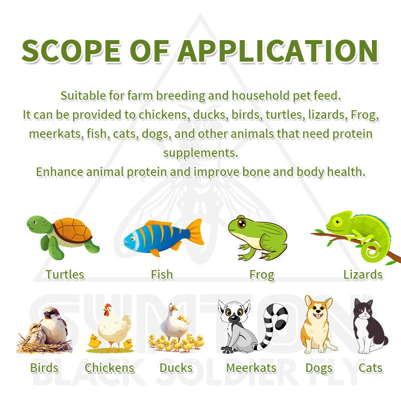 Black Soldier Fly Larvae suitable for pet