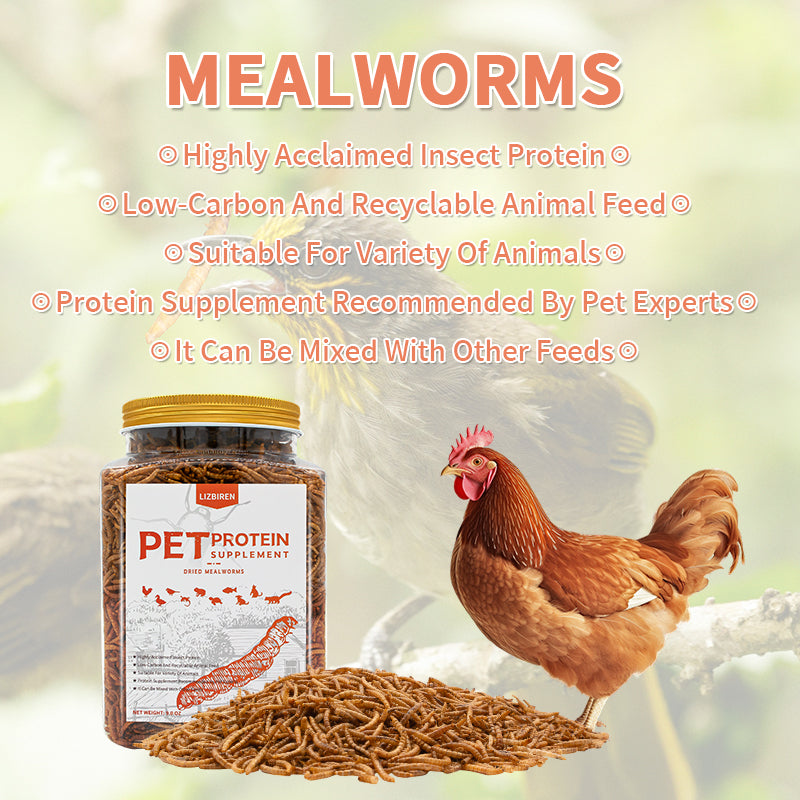 Dried Mealworm for Pet