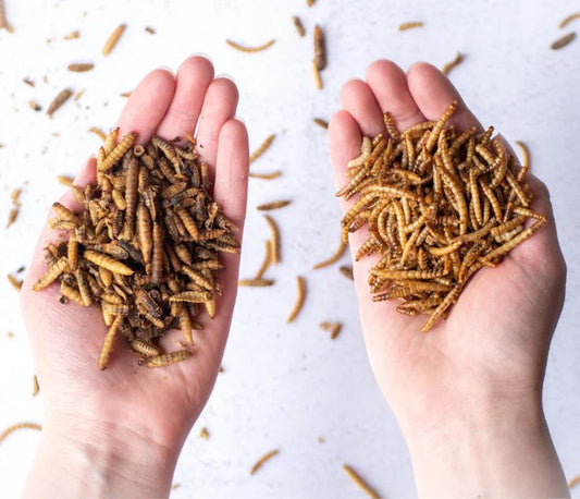 Black Soldier Fly Larvae vs. Mealworms
